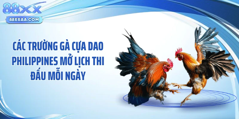 Các trường gà cựa dao Philippines mở lịch thi đấu mỗi ngày